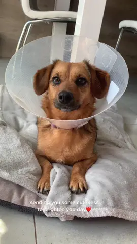 hiii! hope you’re having an amazing day❤️ sorry we havent been active lately, ava got sick for a while, however she’s a strong one, so she is doing just fine! #ava #dog #dogsofttiktok #PetsOfTikTok #dogtok #surgeryrecovery