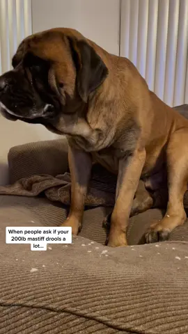 Why we can’t have nice things! #fyp #drool #slime #gross #spoileddog #bowsersworld #mastiffsoftiktock #dogsoftiktok #animalsoftiktok #PetsOfTikTok #bigdogsoftiktok #pov #funnydog #livingmybestlife