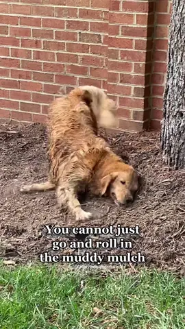 Let me LIVE!!! 🙄 #noregrets #dogtok #muddydog #PetsOfTikTok #funnydogvideos