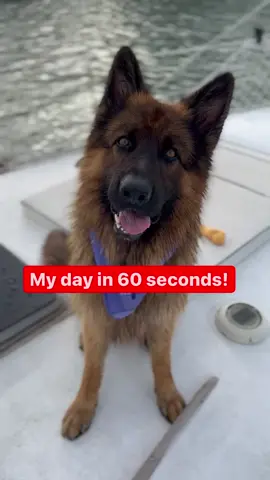 My Day in 60 seconds. 🐾🐺 #germanshepherd #dogsoftiktok #cutepuppy #fyp #viral #adventure
