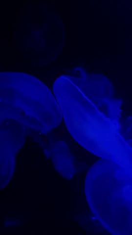 Feel in love with this audio as soon as I heard it ❣️ knew I had to share some lovely visuals with it, enjoy these clips of jellyfish from the Frost Museum! #fyp #jellyfish