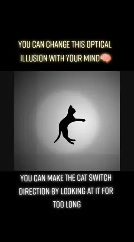 hit '+' for more optical illusion videos #fypシ゚viral #fypシ #fyp #foryoupage #xcbyza #catspinning #catillusion #illusion #opticalillusion