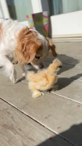 Hello chicken butt 😀 Lana loves little chicks 🥰 *sniff sniff*  (I let her meet the chicks but with close supervision to be safe) When my chickens get older, they are use to my dogs then. #dog #cavachon #babyanimals #babychicks #chickens #poultry #lovemypets #fyp #fypシ #foryoupage #fypage