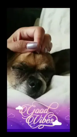 a dogs love is forever. had to say good bye to my best friend of 11 years last May. I love you Midori. 💕 #alldogsgotoheaven  #fyp #seniordog