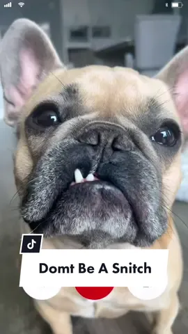 He’s about to send her to the ER #dogsoftiktok #snitchesgetstitches #frenchiesoftiktok #grandma #family #jasonbankscomedy #trainingday #denzelwashington cred: @jasonbankscomedy @somefrenchienamedapollo @somefrenchienamedapollo