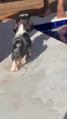 Cachorrinho caindo na piscina #humor #engraçado #pet #cachorro #dog #piscina