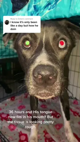 Replying to @Dolan  TOBI UPDATE #pitsky #dogparentsoftiktok #dogparents #fypシ #azcheck🏜🌄🌵 #veterinarymedicine #veterinarylife #veterinarytechnician #emergency #dogsoftiktokviral #huskysoftiktok #vettechsoftiktok #healingtiktok