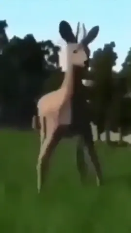 #dancing #deer #lmao #funny #random #shitposting #fyp #meme #lowquality #tonights #gonna #be #a #good #night #igotafeeling #music #to #my #ears
