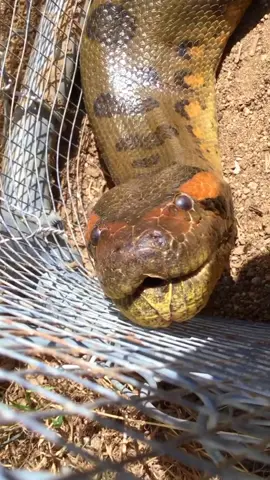 #giantsnake #snake #anaconda