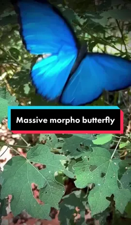 These beautiful cerulean butterflies are called blue morphos. They flash blue as the flit through the sunligjt and shadow of the forest. The locals say they are sacred.