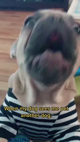 When my dog sees me pet another dog. #jealous #dogmom #dogmomlife #dogmomlife🐾🐶 #dogparent #momdog #furchild #furchildren  #happy #Love #cute #cutebaby #cutepuppy #cutepuppies #viral #viralvideos #funny #fun #dog #dogparents #dogsoftiktok #puppiesoftiktok #puppy #puppies #puppytiktok #frenchbulldog #frenchbull #healthadepopit #dogs #doglover #happydog #happydoggie #happydoggo #cutedog #cuteness #dogvideos #dogvideosoftiktok #dogoftiktok #videooftheday #dogoftheday #fyp #fy #puppytiktok #fypシ #fypシ゚viral #fyppppppppppppppppppppppp #fypdongggggggg #foryoupage #foryoupageofficiall #foryoupage❤️❤️ #duet #duetos #duettiktok #duetwithme #duetwith #savagechallenge #savage #comedy #tiktoktrend #tiktoktrending #TikTokTrends #tiktoktrendsetter #foryou #foryoupage #foryoupageofficiall #foryourpage #foryourpagechallenge #foryourpages #foryourpageofficial #dogmom #doglife #cuteness #cuteanimals #cuteanimalsoftiktok #repost #featureme #new #newtrend #newtrending #newtrendchallenge #DIY #goal #goals #like #likess #likeit #likeitlikethat #likeandfollow #follow #followformorevideo #following #followers😘thanku #dogmomlife #dogmomoftiktok #mom #MomsofTikTok #momlife #moment #moments