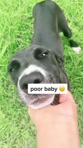 this poor baby was about to be hit multiple times☹️🥹 He is so playful!!  #MickeyFriendsStayTrue #CVSPaperlessChallenge #viral #fypシ #helpingeveryanimal #animals #dogsofttiktok #dog