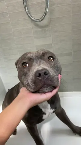 That time again🥺 #staffy #mylathebluestaffy #bluestaffy #staffylovers #staffylife #staffysoftiktok #viraldog #dogtrend #staffylove #beautifulbully #staffymoments #wetdog #dogshower