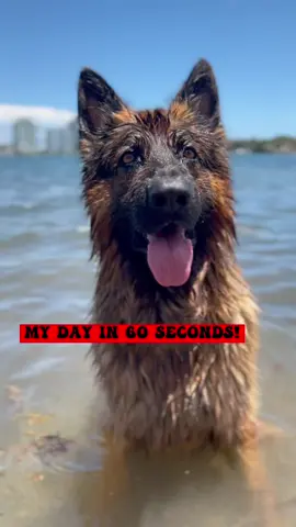 Let me know in the comments what do you think about my day! #germanshepherd #dog #dogsoftiktok #puppu #funnyvideos #pet #fyp #viral