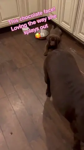 #singleton #dogsoftiktok #labrador #chocolatesoftiktok #labsoftiktok #cocoa #chocolates #cocoaandshelby #labs #auntbleu #ch #a #b #c #d #e #f #g #h #i #j #k #karen #l #m #n #o #p #q #r #s #t #u #v #w #x #x #y #zyxcba  #zyxcba