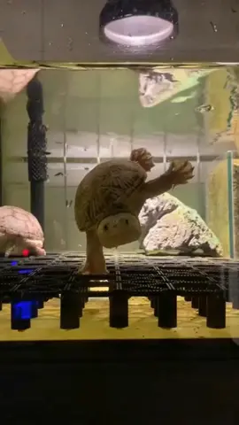 ɴɪɴᴊᴀ ᴛᴜʀᴛʟᴇ?? 🤔 #turtle #funnypets #ninjaturtles #pet #funny #trend #aquarium #aquatic #terrarium #水族馆 #宠物 #乌龟 #搞笑动物 #搞笑