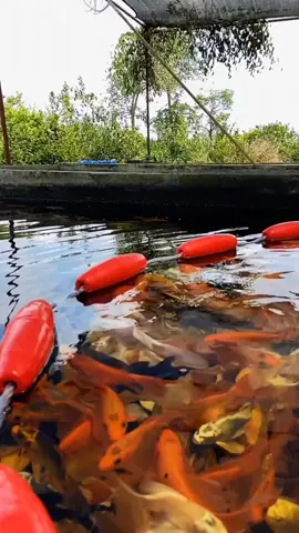 Ｊａｉｌ Ｂｒｅａｋ！🤣 #fishfly #fishjump #butterflykoi #funny #trending #aquarium #pets #funnypets #aquatic #terrarium #水族馆 #宠物 #鱼 #搞笑动物 #搞笑 #蝴蝶鲤