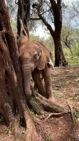 Meet Mzinga. She’s the newest & tiniest member of our adoptable orphan herd. Rescued when only weeks old, her story is just beginning. You can be a part of her journey with us through an adoption. Link in bio #elephants #babyelephant #adopt #hope #future #kenya #animals #fyp #wildlife