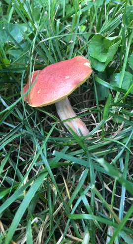 backyard finds #hvadventures #mushroom #WeStickTogether #MickeyFriendsStayTrue #CVSPaperlessChallenge #