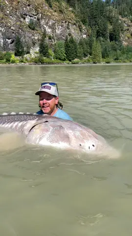 Unbelievable how big these fish get 😳 #big #fish #massive #monster #fishing #rivermonsters #bucketlist #fishwithyves #sturgeon #fraserriver #ogopogo #leviathan #lochnessmonster