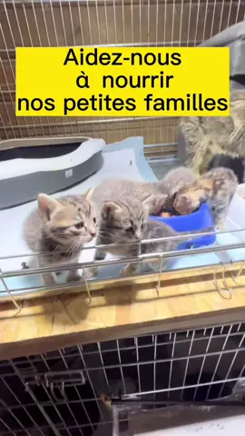 #catsoftiktok #cat #petrescue #protectionanimale #solidarité