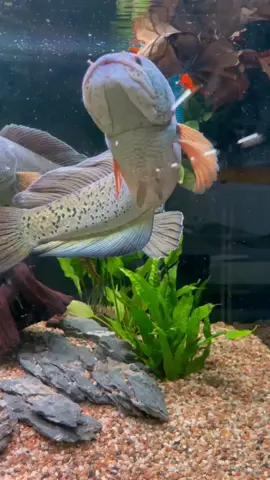 🄿🄻🄴🄰🅂🄴 🅃🄰🄺🄴 🄼🄴 🄷🄾🄼🄴💕 #channafishmalaysia #channaindia #channafish #aquarium #aquatic #pet #fish #terrarium #luxuryfish #水族馆 #宠物 #雷龙鱼 #雷龙