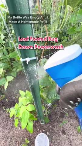 How do you get rid of the leaf footed bugs? #leaffootedbug #nymphs #dawn #powerwash #gardenhack #gardentips #education #gardening101 #zone8b #floridagardening #lisarn22 #homestead #WeStickTogether #MickeyFriendsStayTrue