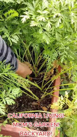 California living! Plant based eating! Healthy life! #plantbase #gardening #healthy
