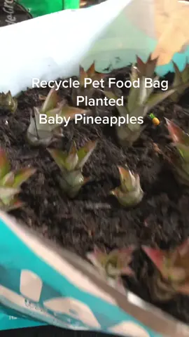 #Recycle pet food bag & #plant in them! I made holes at the bottom firtst! #plantlover #plantmommmy #plantpotpainting #AskOnTikTok  #pineappleplant