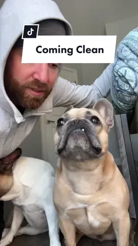 I feel so much better getting this off my chest… #comingclean #thetruthhurts #honesty #dogsoftiktok #sorryboutdat #frenchiesoftiktok #forgiveme @somefrenchienamedapollo @somefrenchienamedapollo