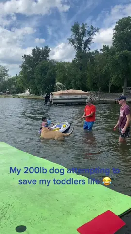 200lb dog attempting to save toddlers life #mastiff #mastiffsoftiktok #dogsandkids #dogsandkids