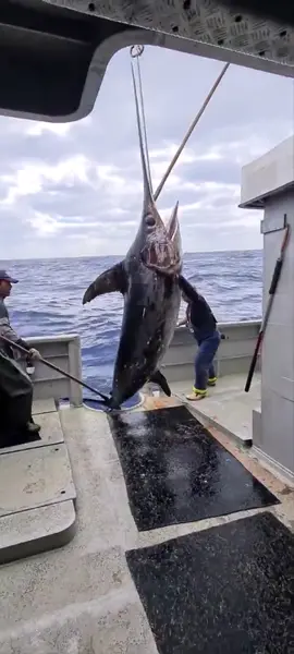 Fantastic swordfish #fishing #fish