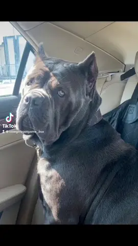 The stink eye #fyp #FYP #WeStickTogether #MickeyFriendsStayTrue #canecorso #spoileddog #spreadluvnothate😊 #yoursafewithme❤️