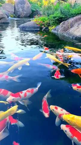 lucky gold fish #lucky #goldfish #pool #relax #scenary #green #greenscreen
