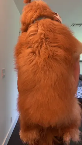 Imagine knocking on the door & you see that looking through the window… #goldendoodle #giantdog #fluffydog #bigdog #dogdad #PostitAffirmations #WeStickTogether