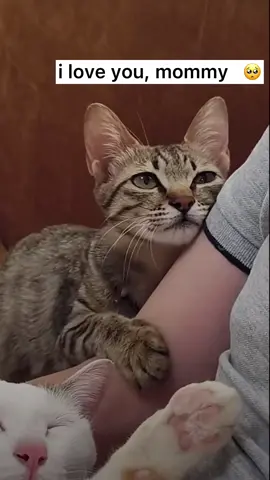 🥺 reminds me of the film [ A. I. ] poor thing 💔  #cat#catsoftiktok #cats #catslovers #猫#猫可愛い #猫のいる暮らし