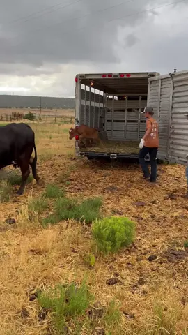 Bringing a momma and her new baby to a new pasture. #texaslonghorns #ranchtok #farmlife #yellowstone #1883 #rancherwade #ranchlife #cowboy #cowtok
