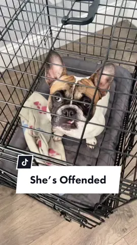 I think there is something wrong with her… #d#dogsoftiktokm#misgenderedf#frenchiesoftiktoko#offendedr#robbed#d#dogsoftiktokd#dogtheftdaddyvibes @somefrenchienamedapollo @somefrenchienamedapollo