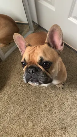 Life of a dog mom frenchie edition my son Acey 🤍 #dogmom #dog #royalcanin #ace #frenchie #french #bulldog #frenchbulldog #frenchie #va #757 #tan #brown #browneyes #boymom #boydog #hesmine