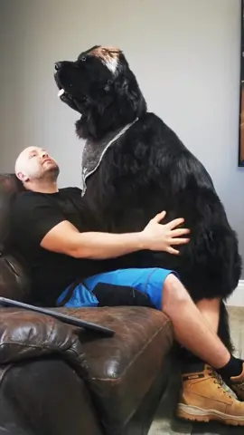 #dogs #dogsvideo #dogstory #dogslove #pet #PetsOfTikTok