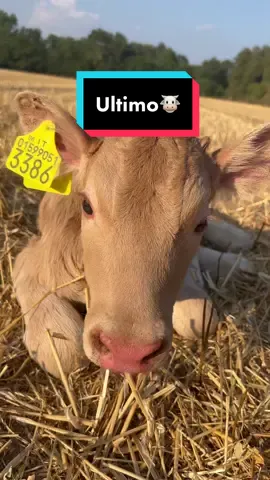 ed ecco Ultimo💚 #lisasanimals #animals #animal #cow #calf #varzese #varzesi #vacche #ultimo