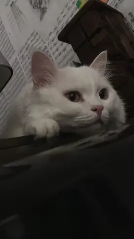 #cat__neno 🖤