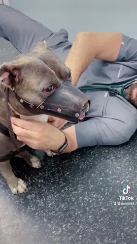 Taking time to let them know that the vet clinic doesn’t have to be a scary place. #drtom #veterinarian #veterinariansoftiktok #viral #Love #dog #fyp #foryou #compassion #trust #dogsoftiktok #vetlife #vetmed