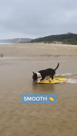 This dog has got some skills 🔥 (via @@minibullrufus) #dog #skimboarding