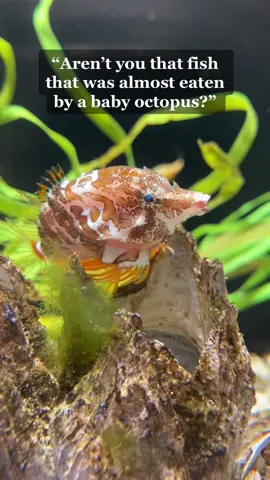 No fish were harmed in the making of this video 🐟🐙 #gruntsculpin #squishy #octopus #pacificrubyoctopus #babyoctopus #fyp #foryou