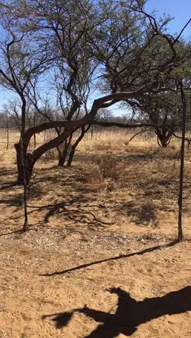 Look at this??? Leopard catvhing a squirrel! 😱😱😱😱😱