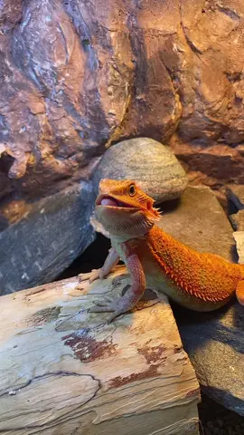 Nie musze sie ciebie słuchać!#agamabrodata #puppy #puppylove #nofilter #beauty #zwierzęta #chillday #sunnyday #sunny #beardeddragons #hettrans #hethypo #trans #reptile #reptiles #lizard #futurebreeder #breeding #feed #pet #pets #cute #Love #jaszczurki #agamavousata #dragon #poland