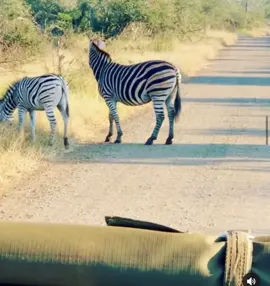 Learning more about one of the most elegant animals in the wild , the ZEBRAS. 🙂😍 🦓🦓🦓#animals #wildlife #spiceyelle #nature #safari #gamedrive #animalsoftiktok #naturelove #wildlifelover