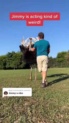 Replying to @GristosVxl Me and Jimmy are gonna hit the club, whos coming?!? #amonganimals #jimmychronicles #ostriches #funnyvideos
