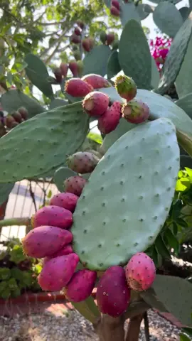 Nopal & Tuna 🇲🇽🌵 #nopal #cactus #parati #fruit #mexico #foryou #plant #fyp #nature